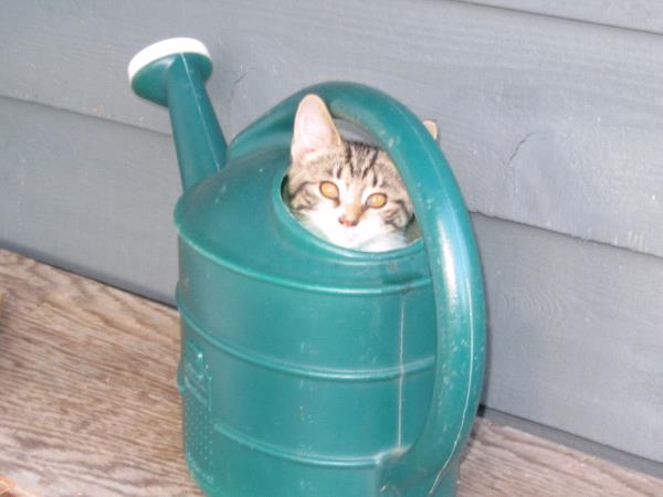 /Images/uploads/Cat Welfare Association/CatWelfare/entries/33865thumb.jpg